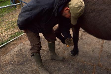 Pete lifing Tinni's foot